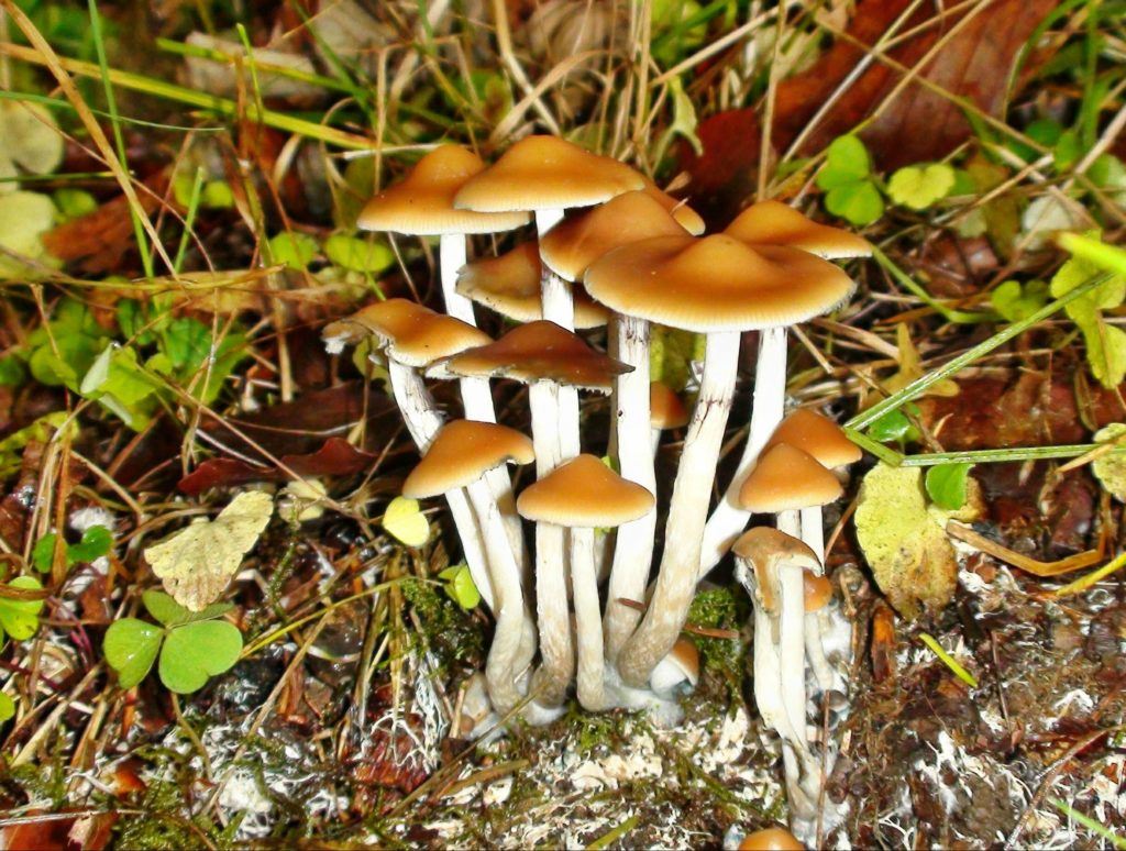 Psilocybe Azurescens