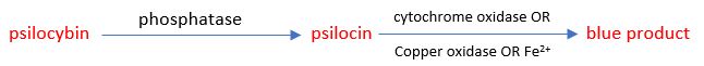 Proposed mechanism creating the blue molecule involved in the psilocybin mushroom blue bruising reaction.