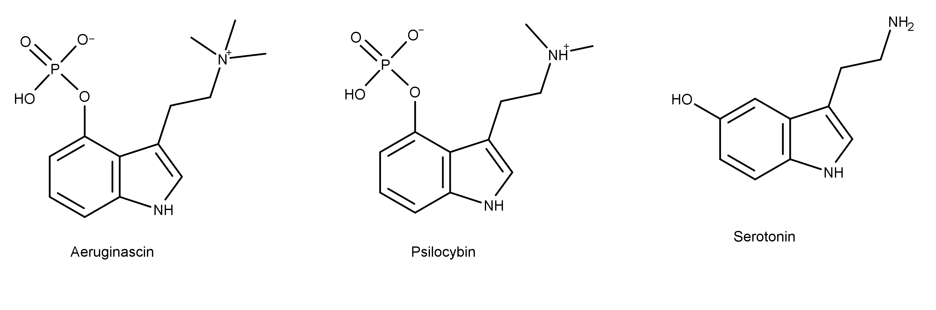 aeruginascin, psilocybin, and serotonin