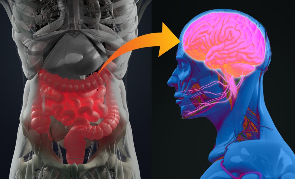 Figure showing the connection between gut and brain