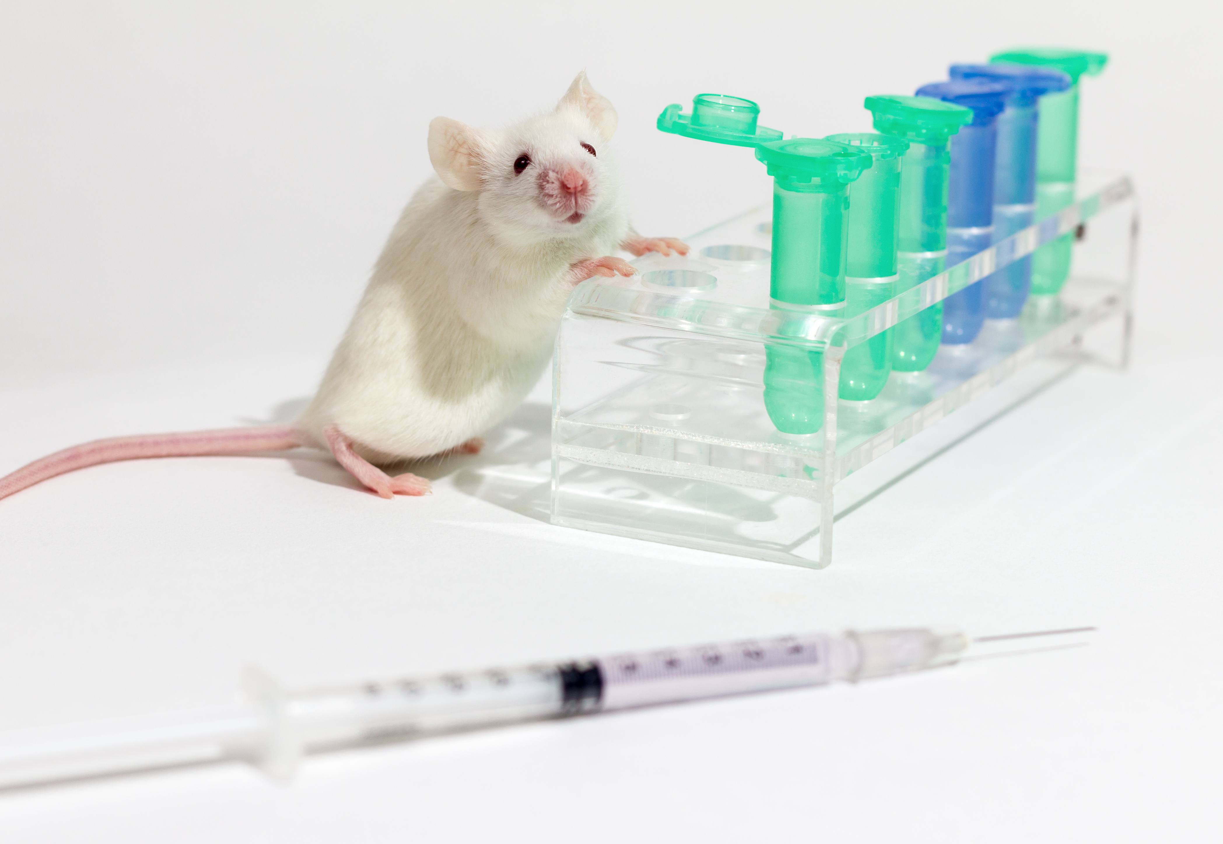 Вакцина мыши. Лабораторные животные. Исследования на мышах. Лабораторные исследования животных. Лабораторные мыши.