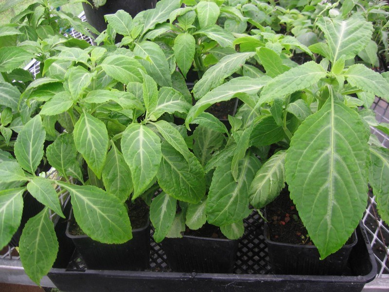 What Is Salvia Divinorum Psychedelic Science Review