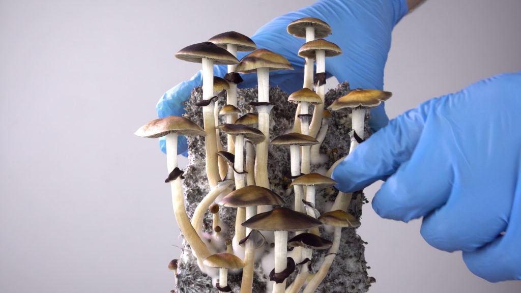 magic mushrooms