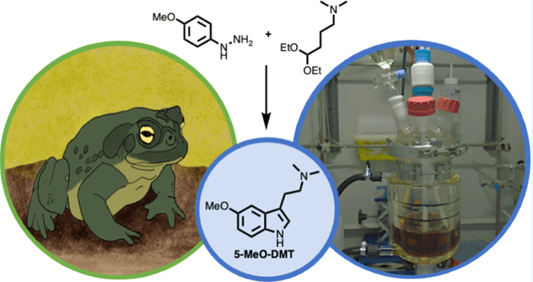 New Toad Venom Compound Synthesized for Clinical Use: 5-MeO-DMT Succinate.