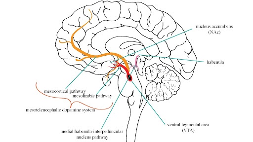 Schematic of various brain areas hypothesized to be involved in anti-addictive pathways.