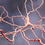 An orange model of a neuron on a gray background.