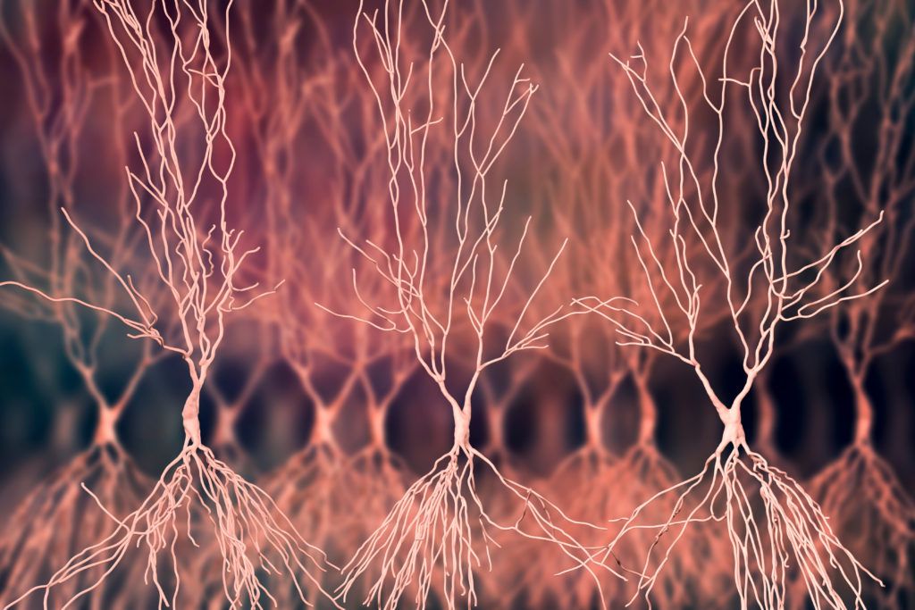 Neurons with long and complex dendrites.