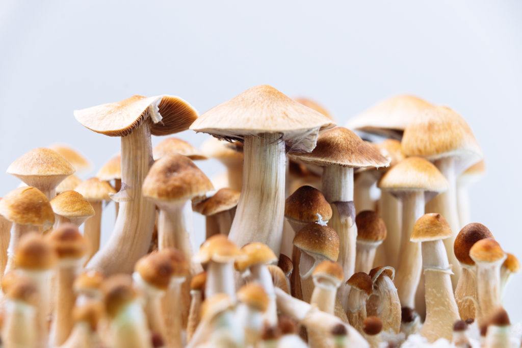 A group of psilocybin mushrooms growing.