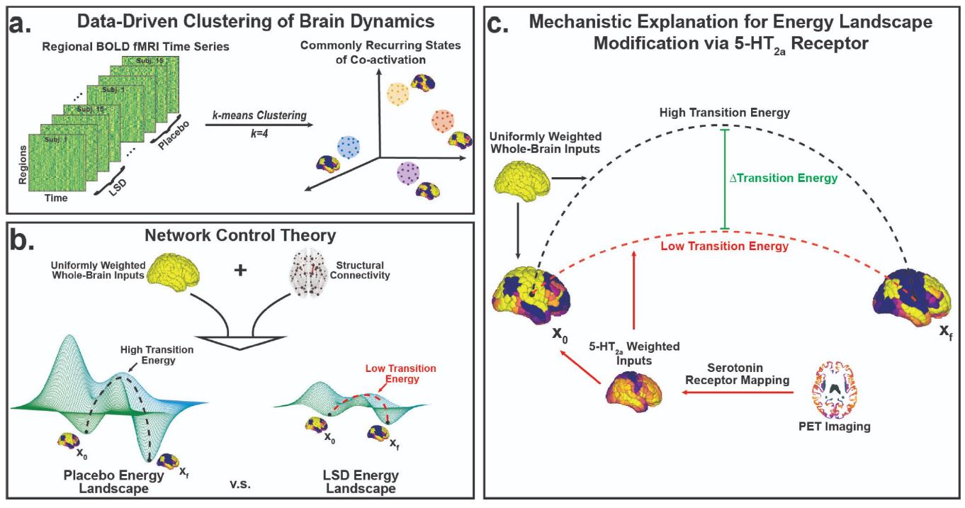 Illustrations from the paper show that LSD flattens the brain's energy landscape via the 5-HT2A receptor.