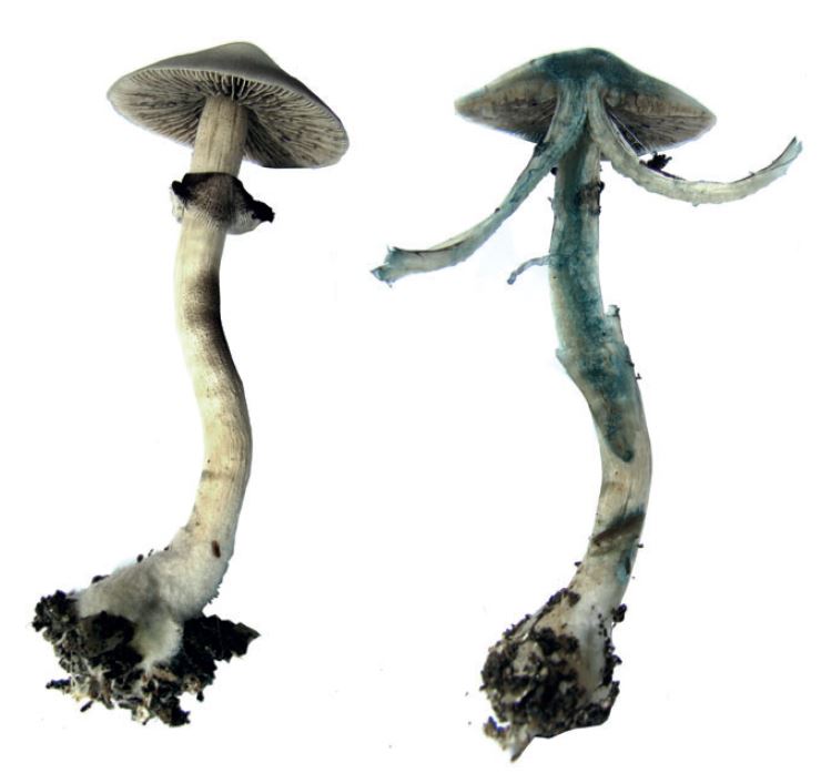 Blue bruising on a Psilocybe cubensis mushroom.
