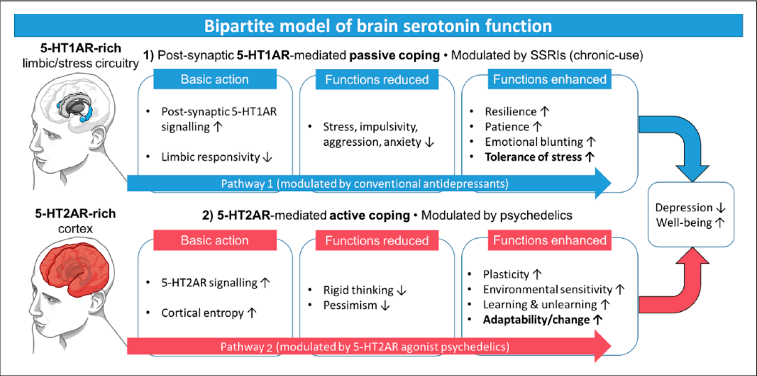 Bipartite model of brain serotonin functioning, active vs. passive coping