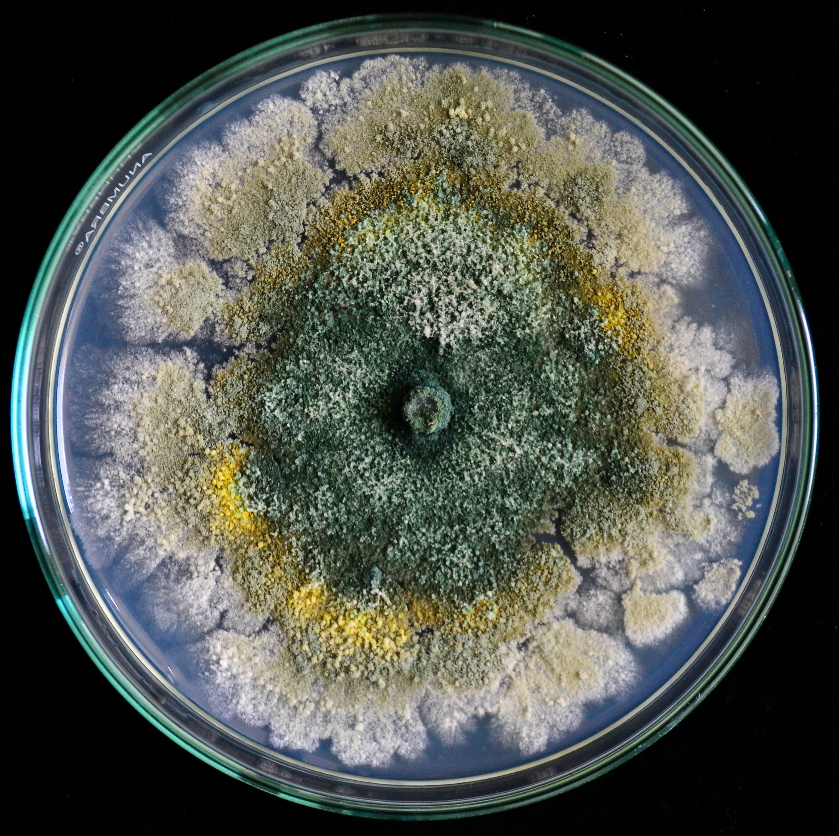 Trichoderma mold growing on agar in a Petri dish.