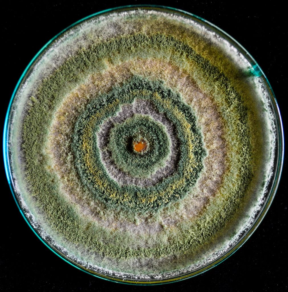 Trichoderma contamination