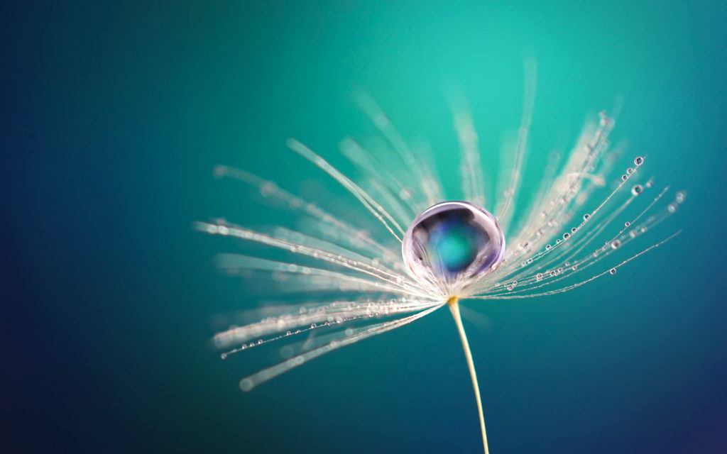 A dew drop on a white flower.