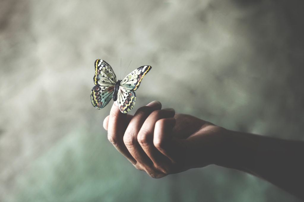 A butterfly alighting on someone's hand.