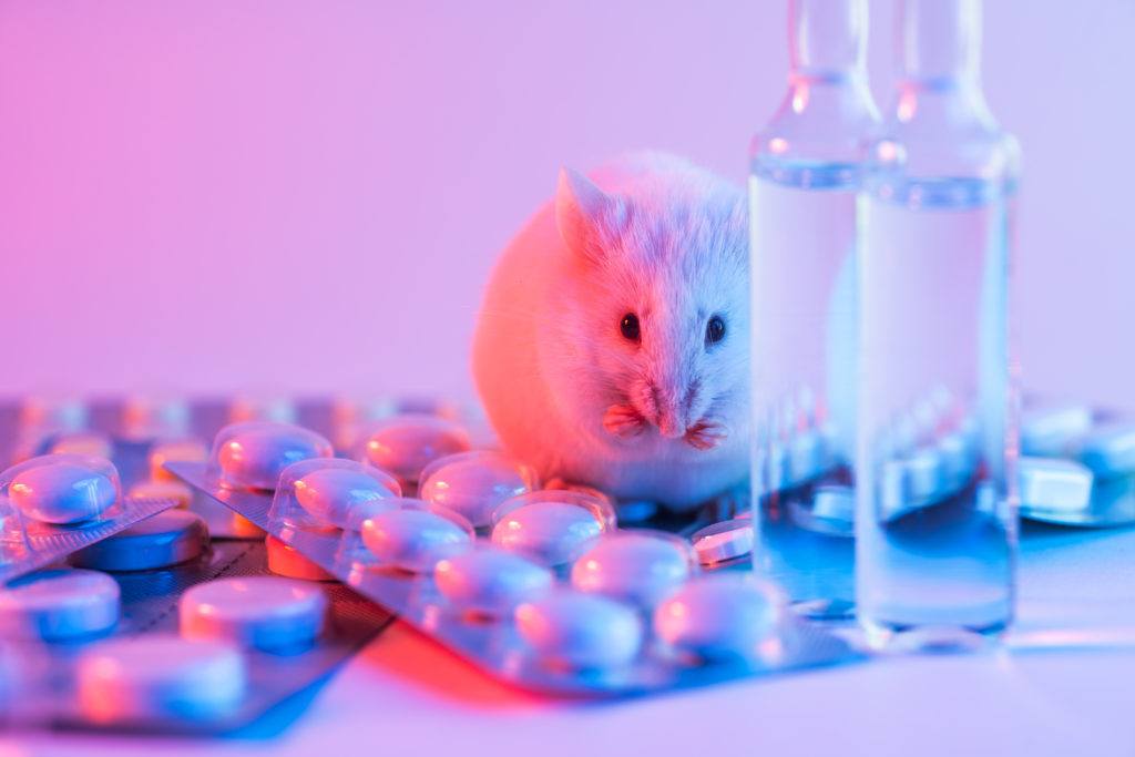 A live white laboratory experimental mouse sits on pills.