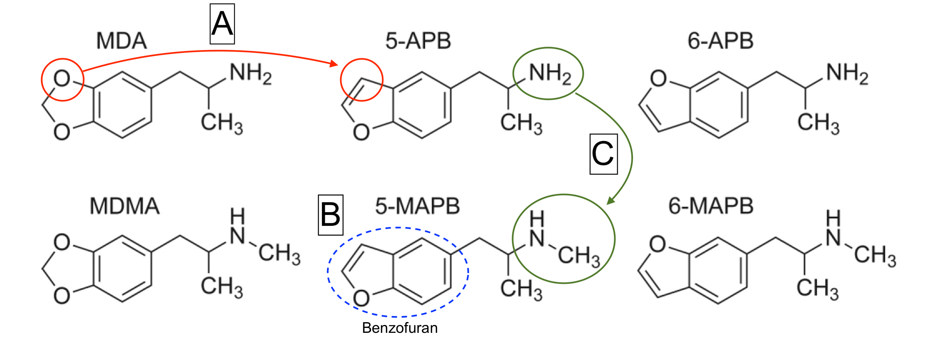 Figure 1: Chemical structures of the prototypical entactogens MDA and MDMA alongside the chemical structures of the most common substituted benzofurans: 5-APB, 6-APB, 5-MAPB, and 6-MAPB. Removal of one oxygen from the methylenedioxy ring and subsequent substitution with a carbon (A) creates a benzofuran structure (B). N-methylation: addition of a methyl group to the nitrogen of 5-APB (C). Adapted from Brandt et al., 2020 by Harrison Elder.