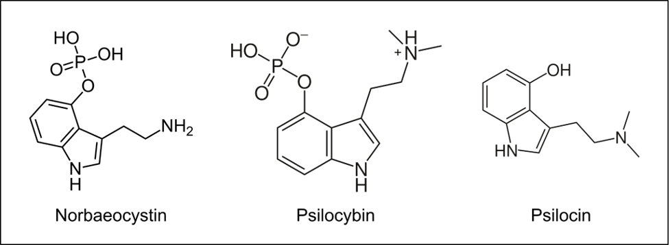 Chemical structures of norbaeocystin, psilocybin, and psilocin.
