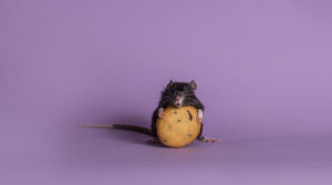 Rat with cookie isolated. Cute rat holding cookie.